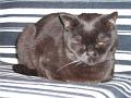 Katten (5)